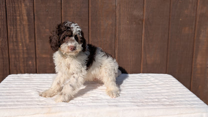 MINI BERNEDOODLE (07/25) MALE
