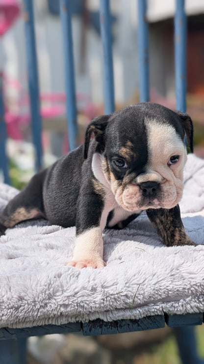 ENGLISH BULLDOG (JUN 29) 1 FEMALE/1 MALE