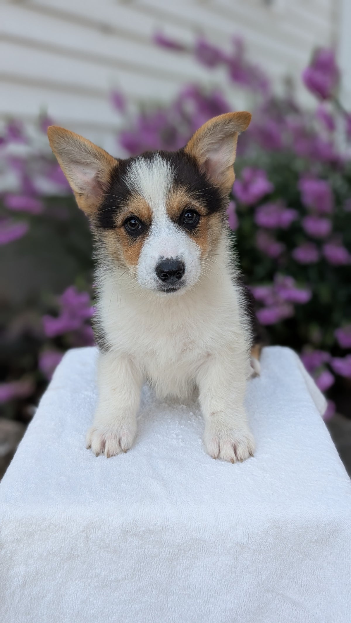 CORGI (JUN 08) MALES