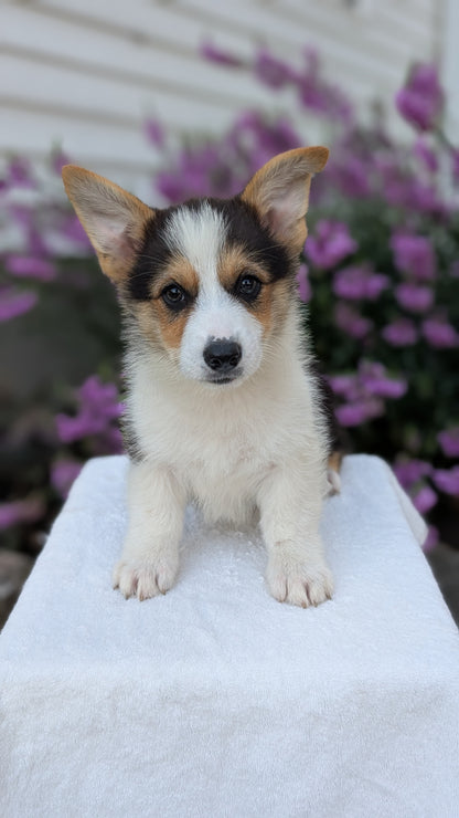 CORGI (JUN 08) MALES
