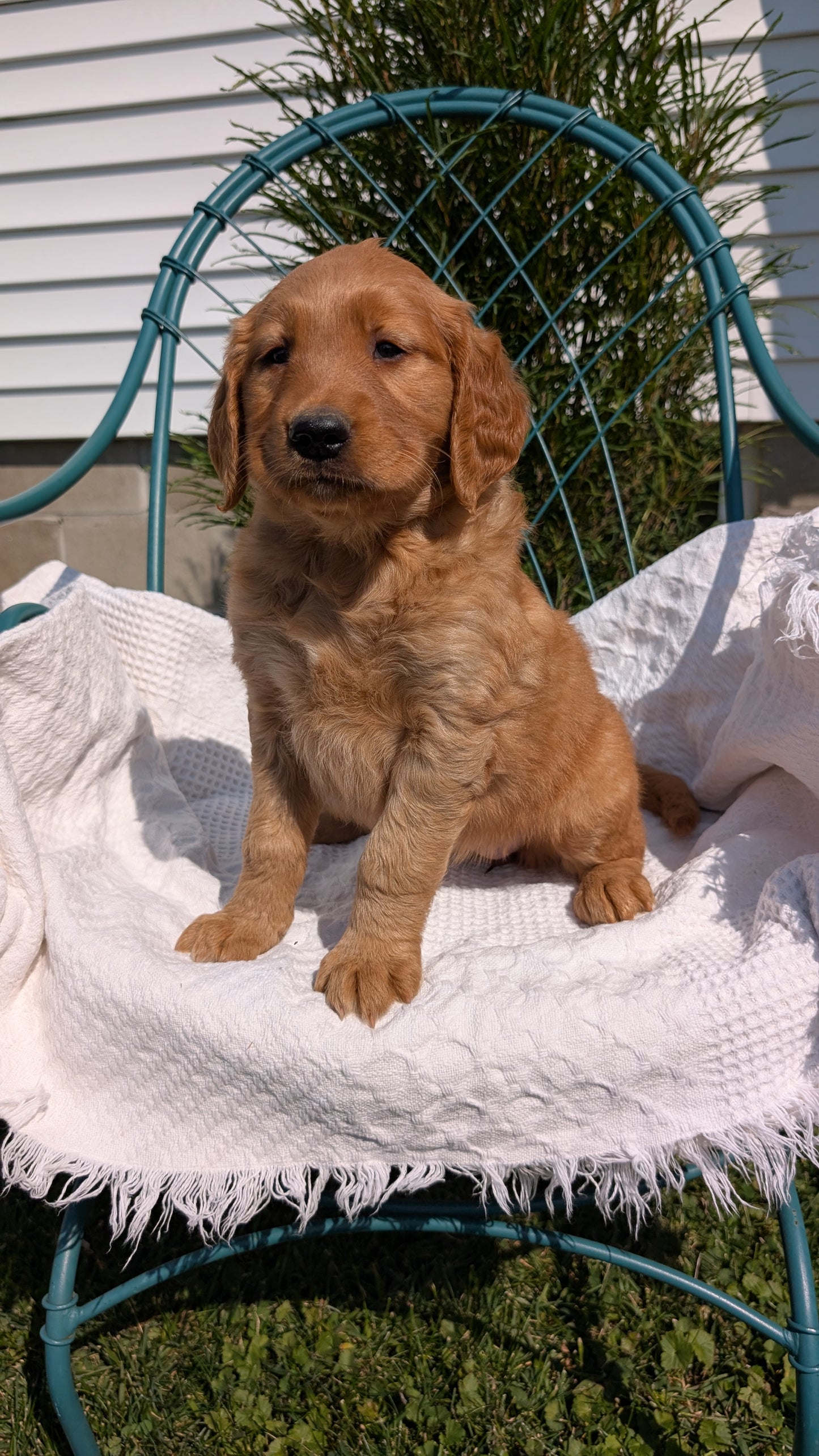 GOLDEN RETRIEVER (07/24) FEMALE