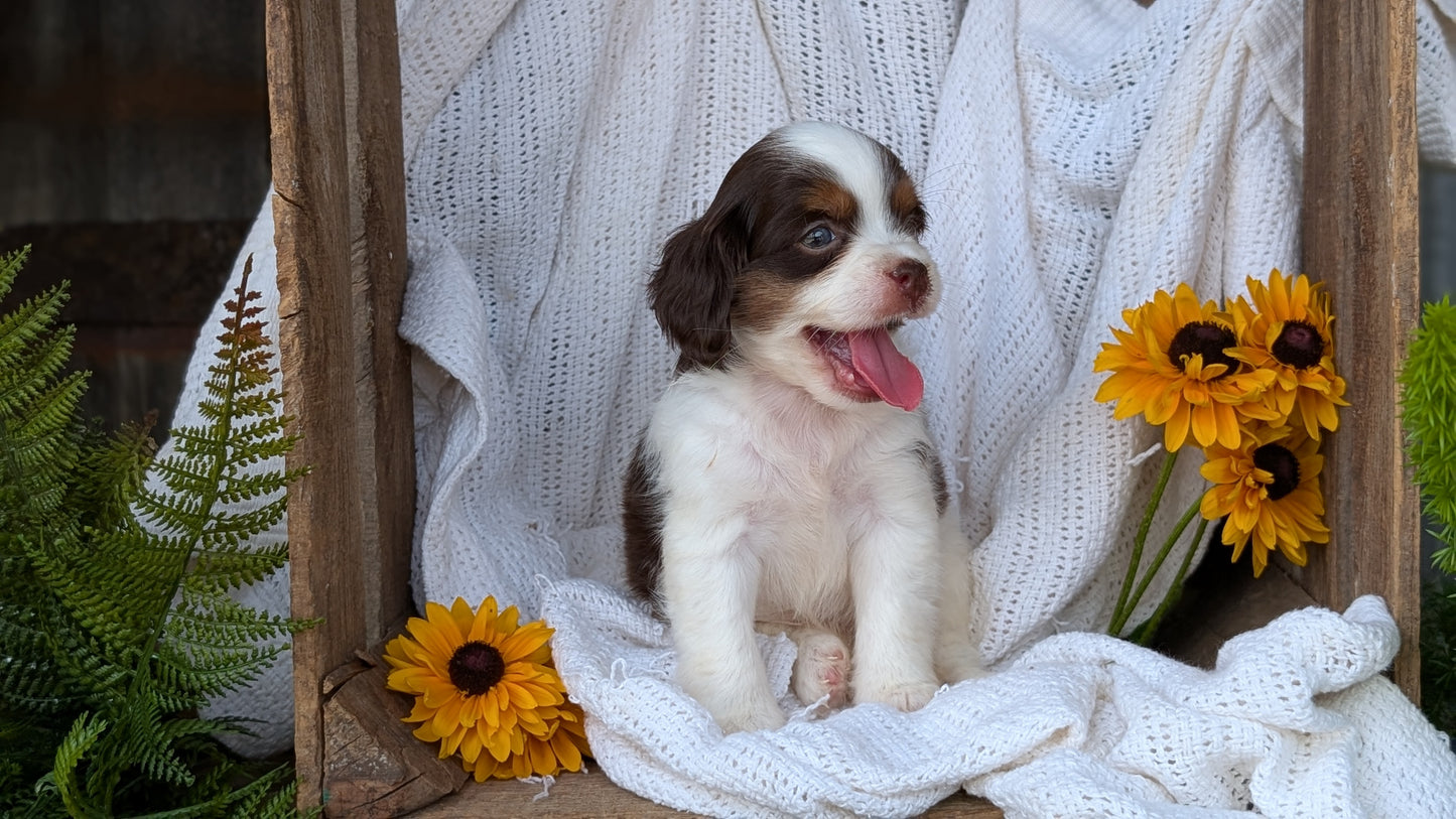 COCKAPOO (06/02) FEMALE