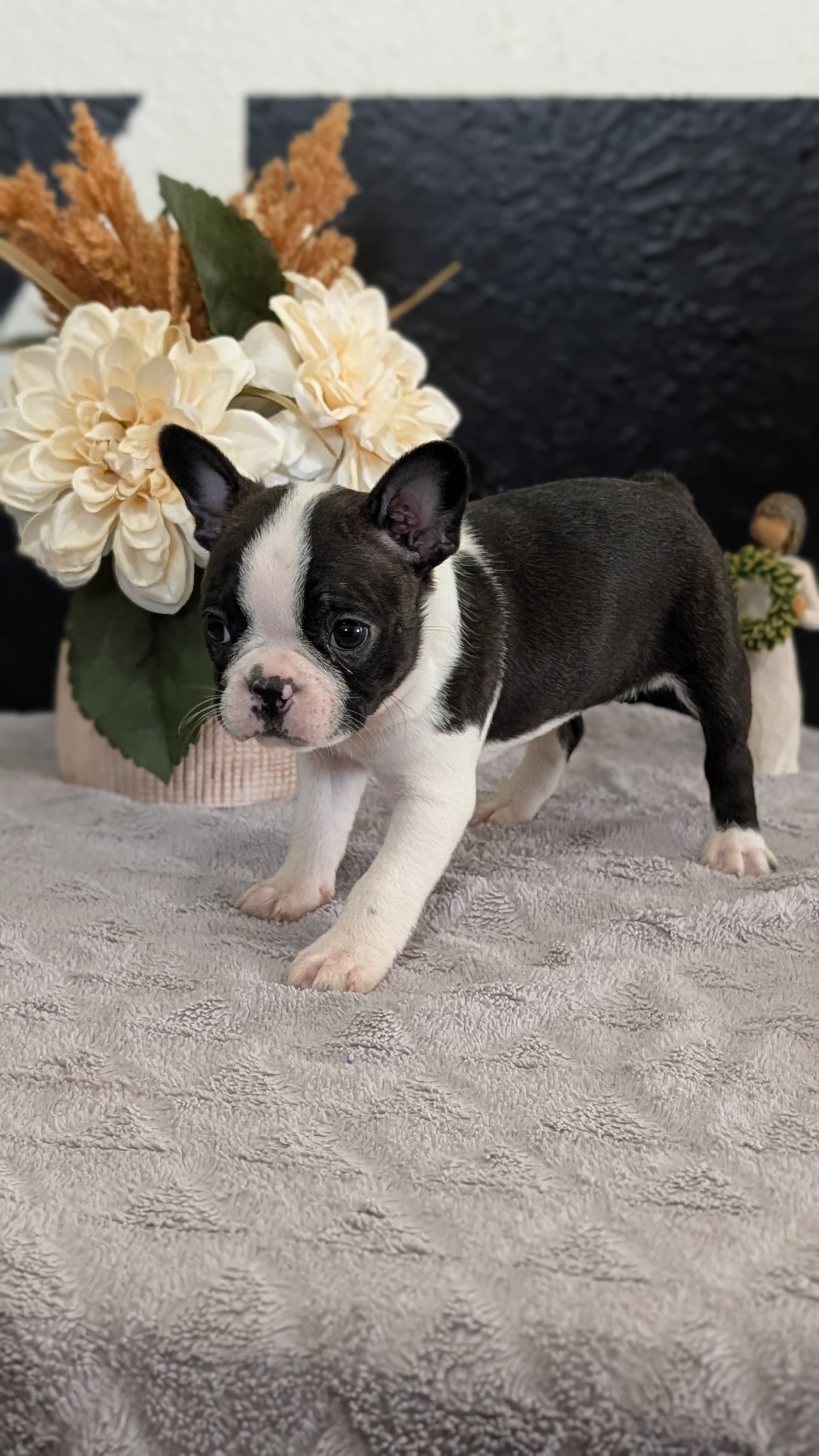 BOSTON TERRIER (FEB 09) FEMALES