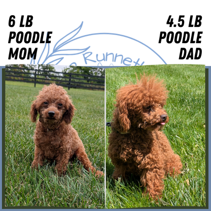TOY POODLE (07/01) MALE