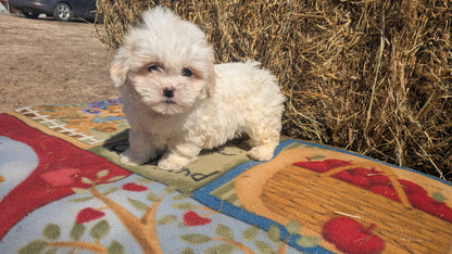 TEDDY BEAR (02/18) FEMALE