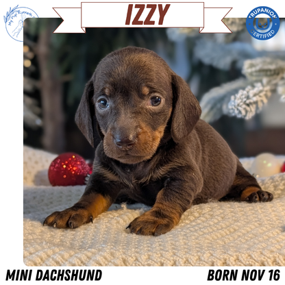 MINI DACHSHUND (NOV 16) FEMALES