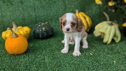CAVALIER (08/12) MALE