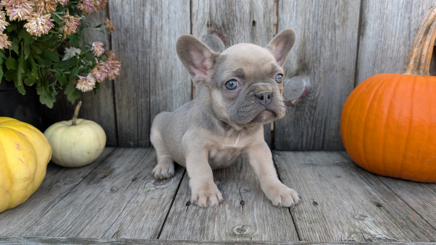 FRENCH BULLDOG (09/09) FEMALE