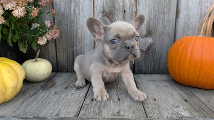 FRENCH BULLDOG (09/09) FEMALE