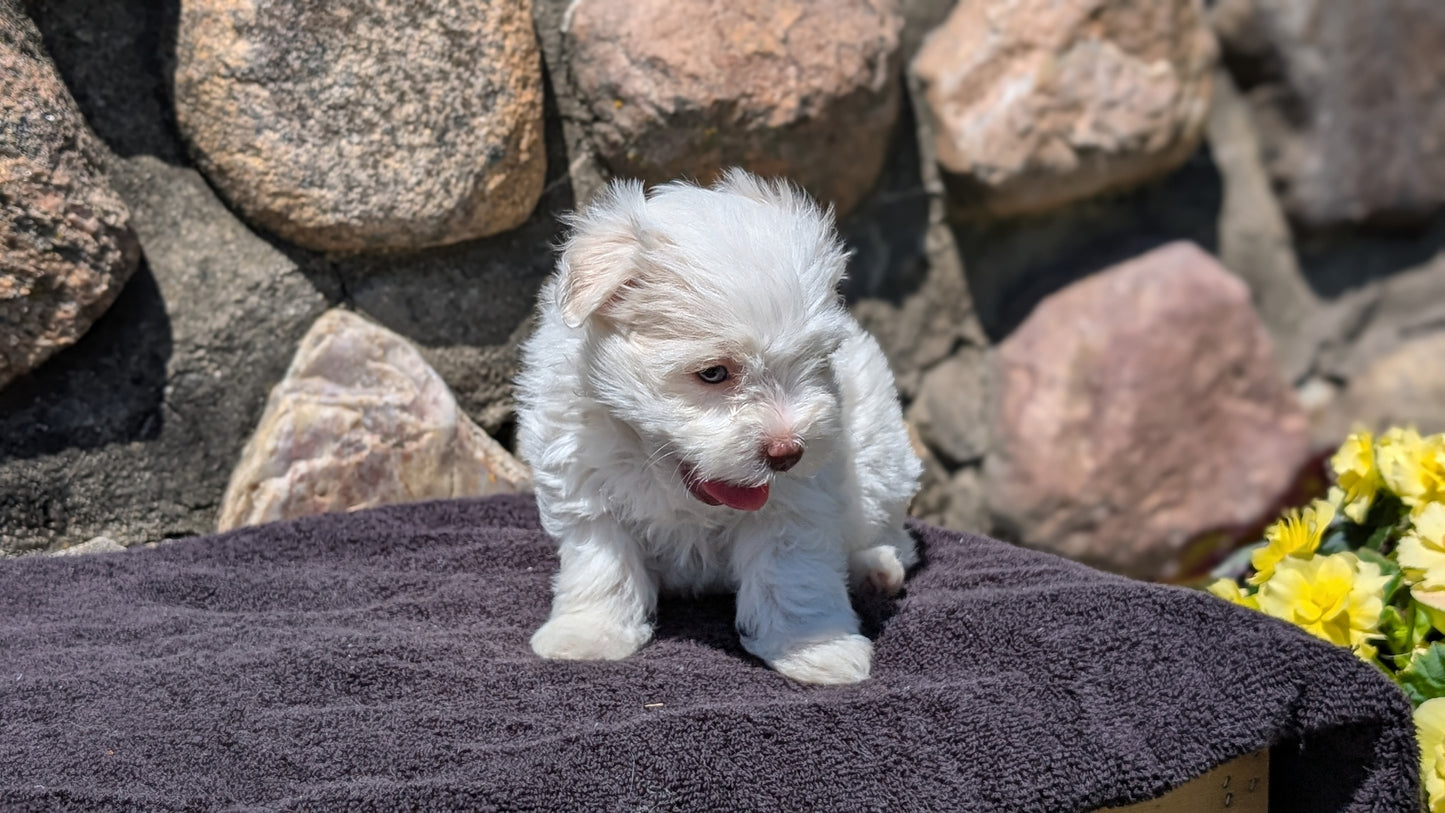 HAVANESE (MAY 14) FEMALES
