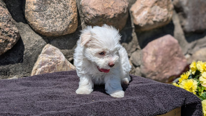 HAVANESE (MAY 14) FEMALES