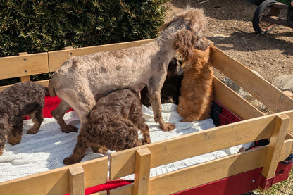 TOY POODLE (01/23) FEMALE