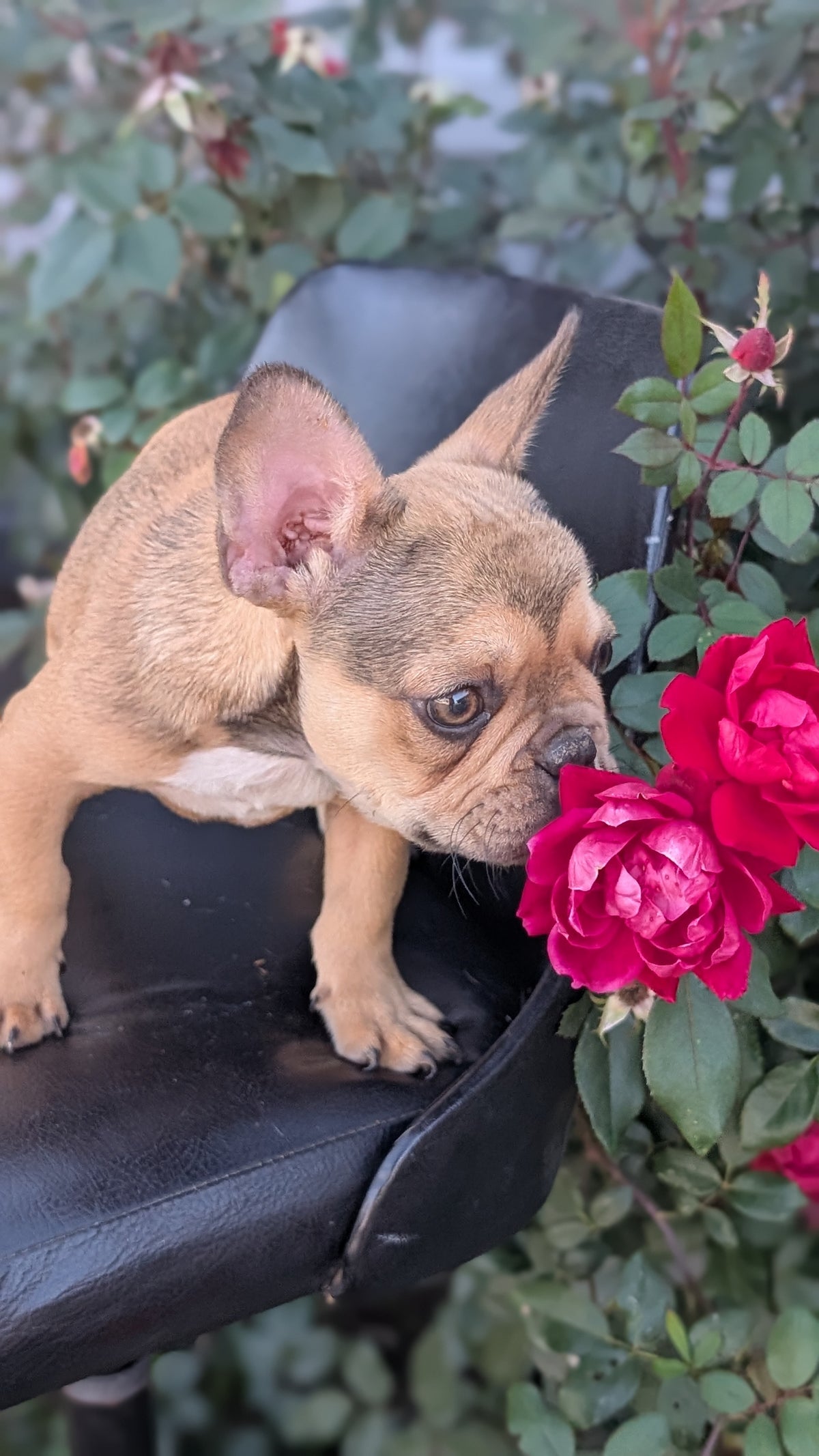FRENCH BULLDOG (JUN 26) 2 MALES