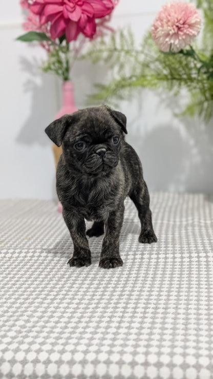 PUG (02/04) FEMALE
