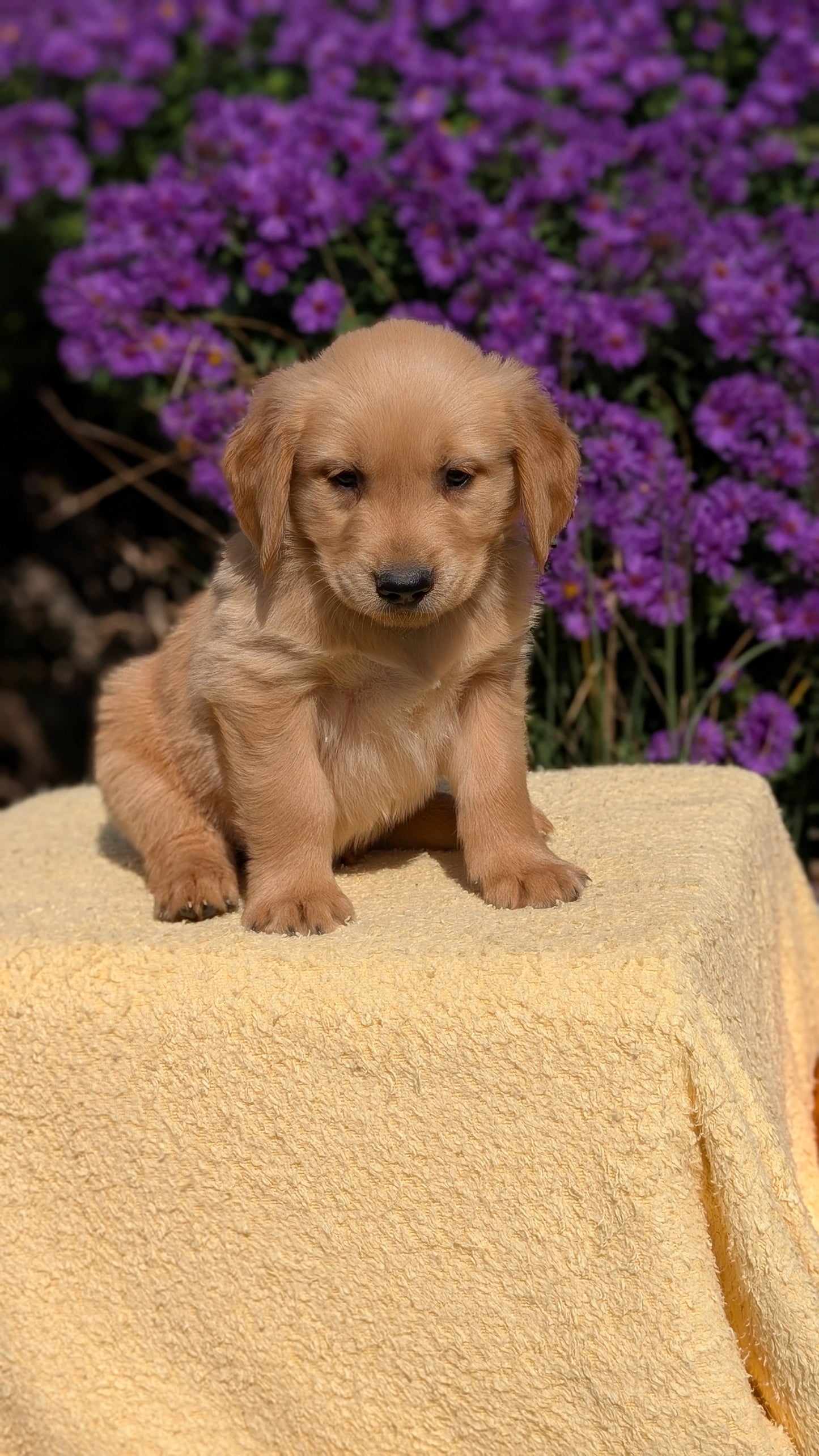 GOLDEN RETRIEVER (08/14) MALE