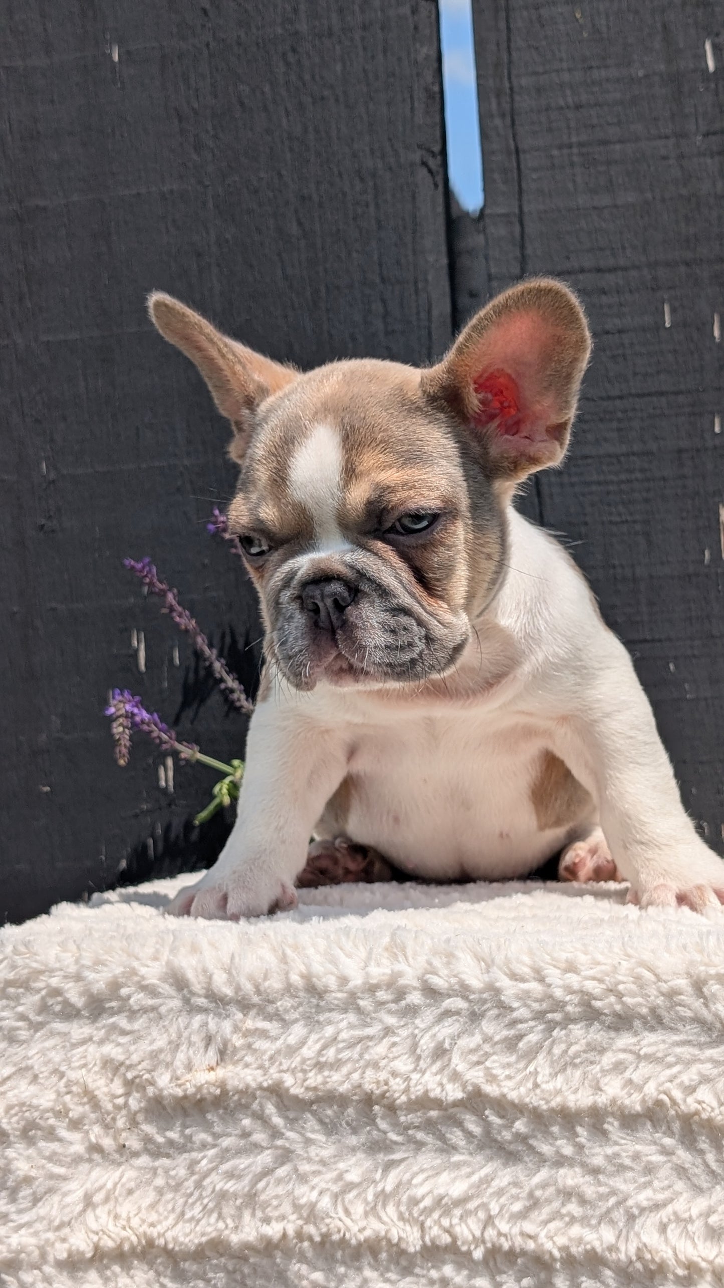 FRENCH BULLDOG (APR 06) FEMALE