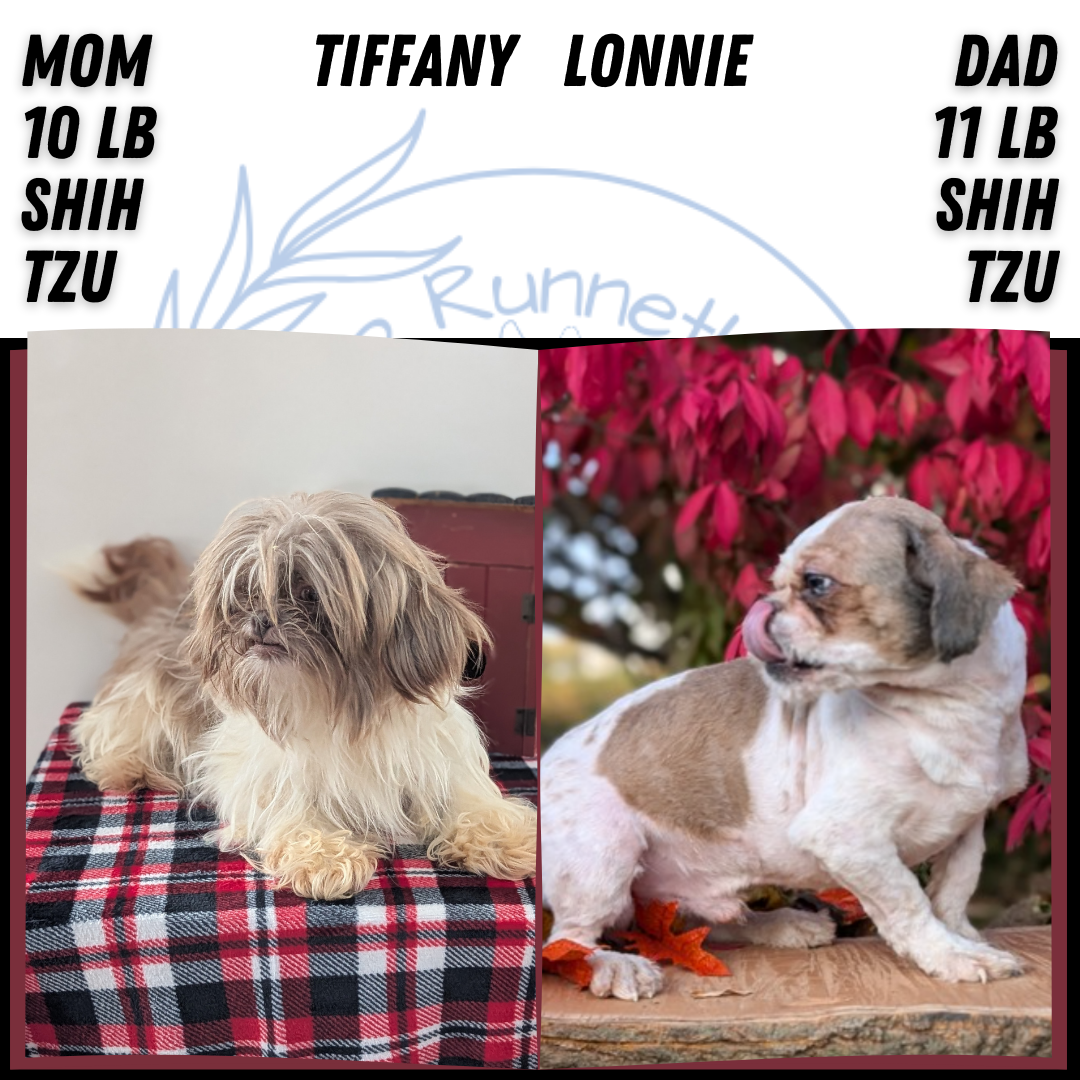 SHIH TZU (DEC 10) MALES