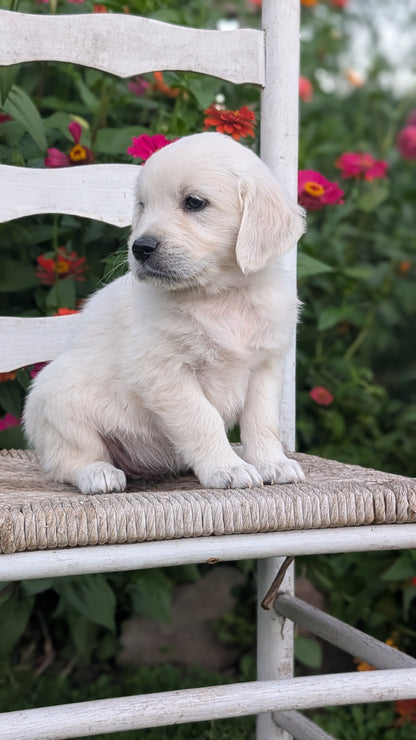 ENGLISH CREAM RETRIEVER (AUG 19) 3 MALES/4 FEMALES