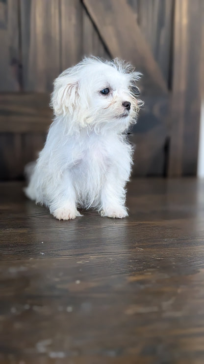 MALTESE (NOV 09) MALES