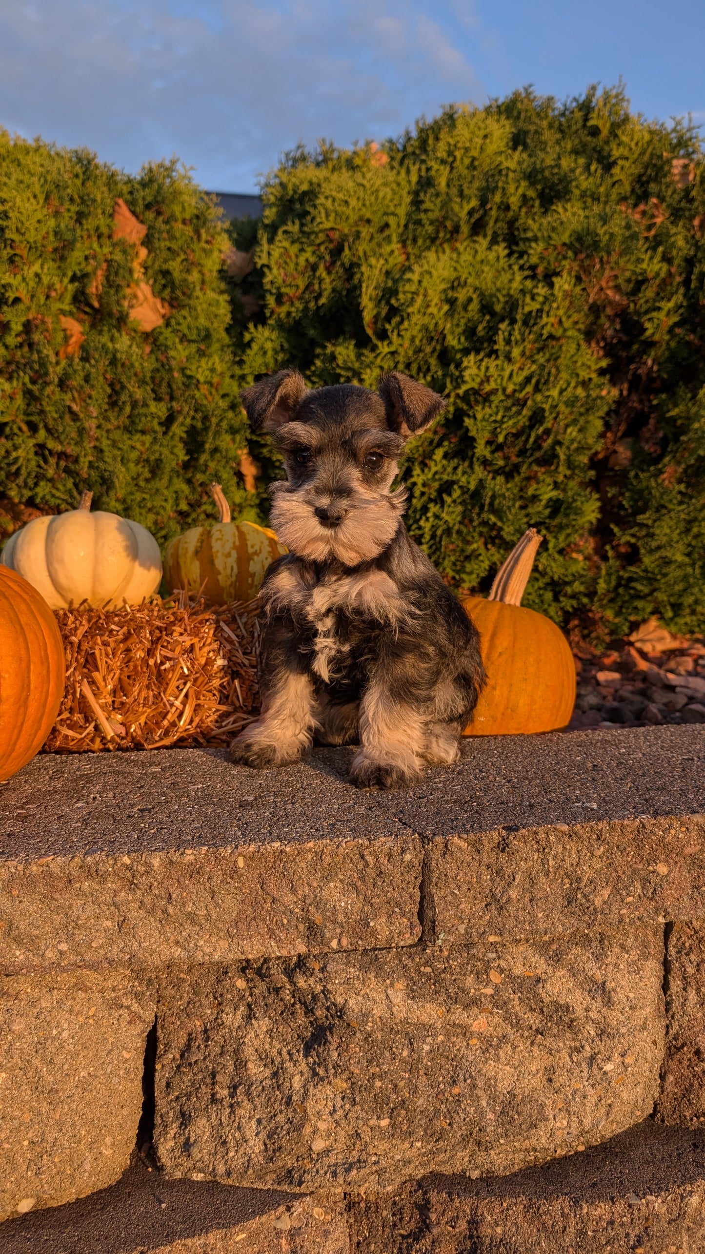 MINI SCHNAUZER (09/11) FEMALE