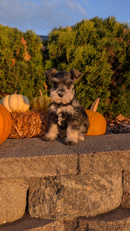 MINI SCHNAUZER (09/11) FEMALE