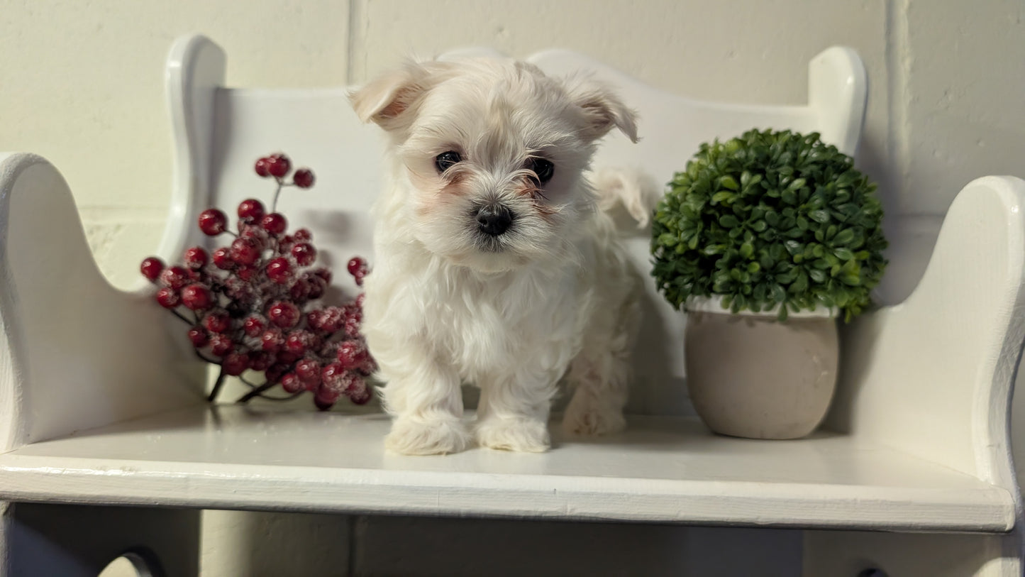 MALTESE (NOV 15) FEMALES