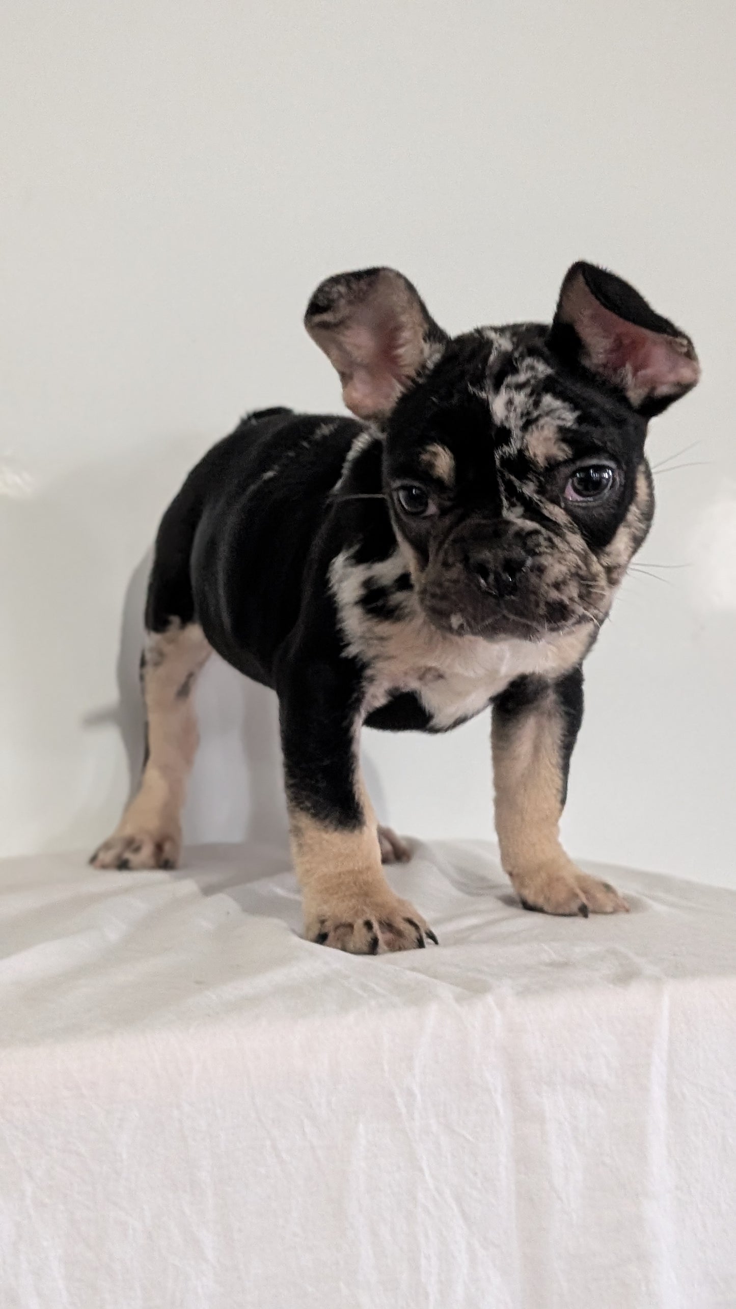 FRENCH BULLDOG (JAN 20) MALE