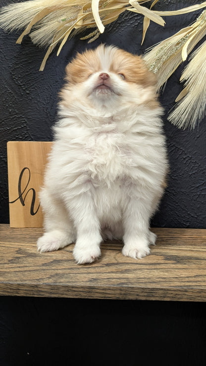 POMERANIAN (NOV 23) MALE
