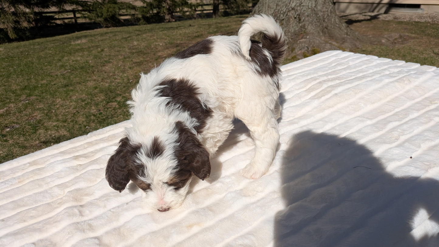MINI BERNEDOODLE (02/09) MALE