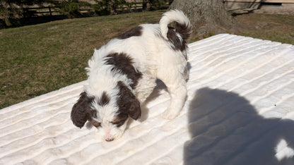 MINI BERNEDOODLE (02/09) MALE