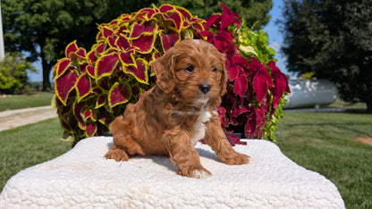 CAVAPOO (07/06) MALE