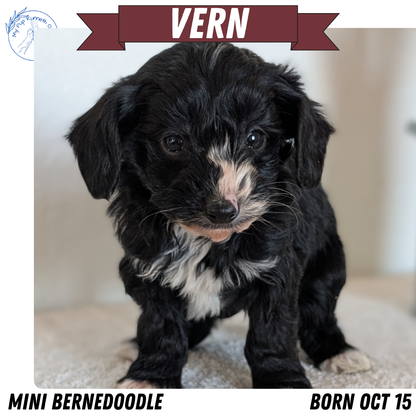 MINI BERNEDOODLE (OCT 15) MALES