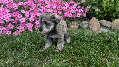 MINI SCHNAUZER (07/26) MALE