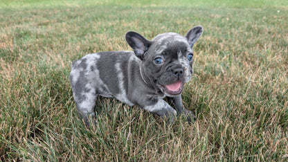 FRENCH BULLDOG (06/30) FEMALE