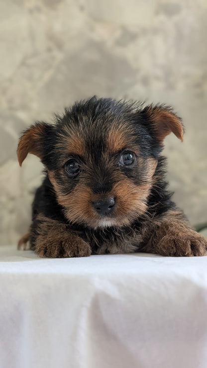YORKSHIRE TERRIER (APR 26) FEMALES