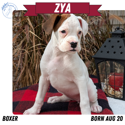 BOXER (08/20) FEMALE