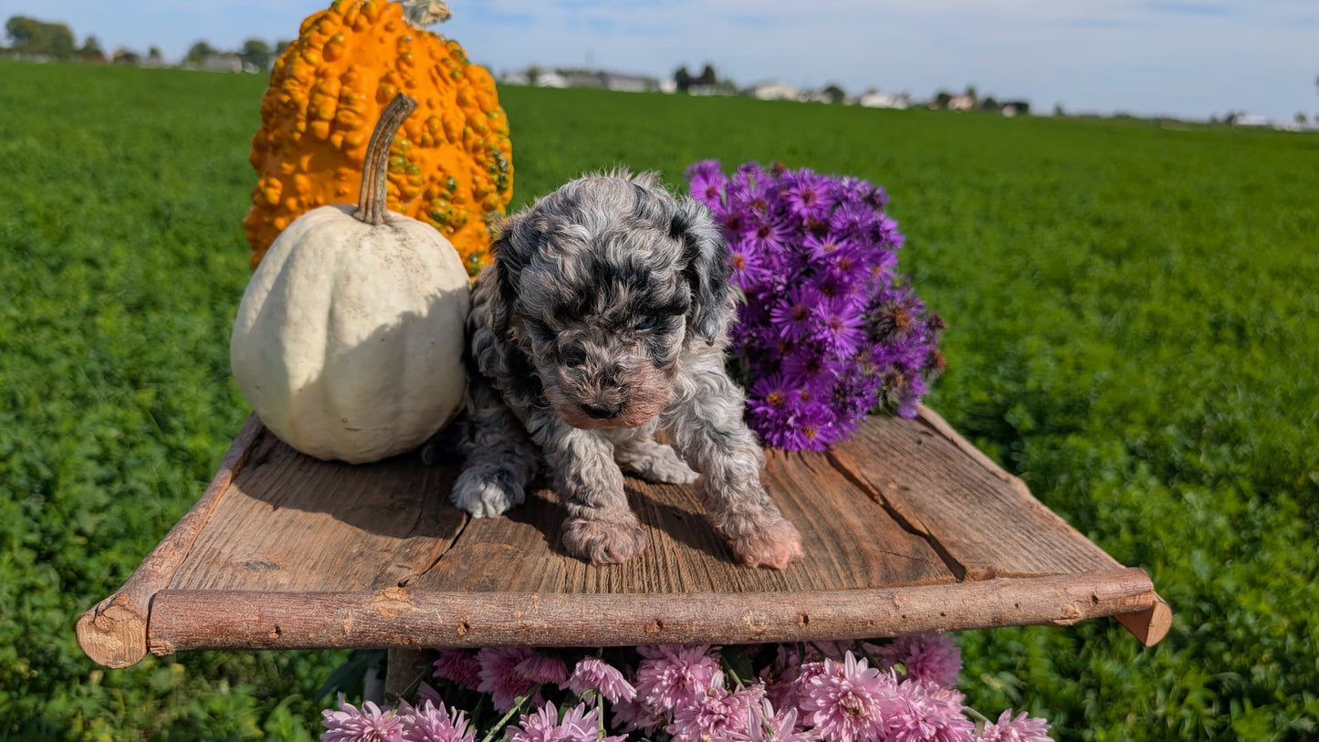 TOY POODLE (08/28) FEMALE