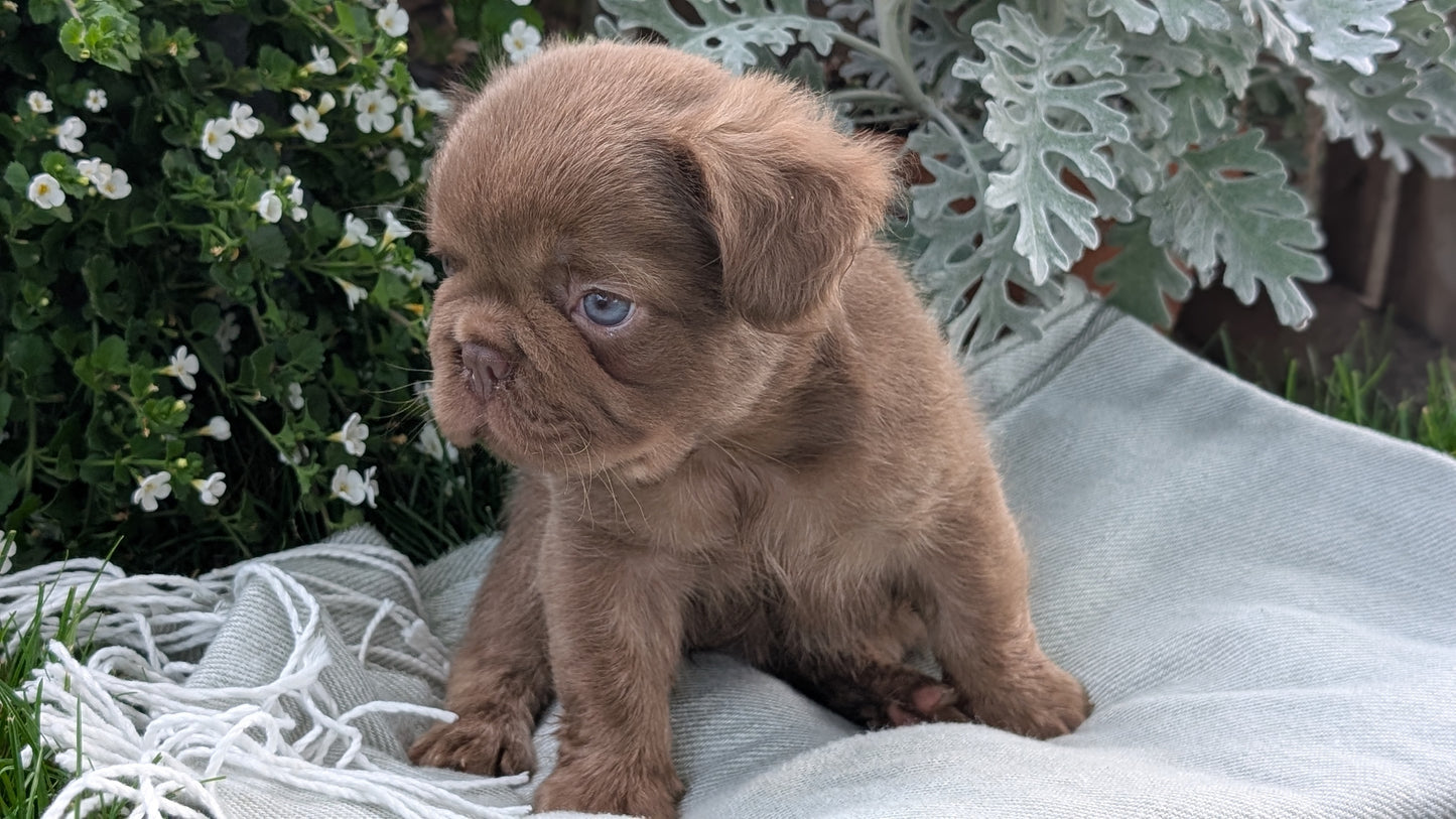 FRENCH BULLDOG (MAY 26) MALE