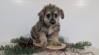 SCHNOODLE (09/20) MALE
