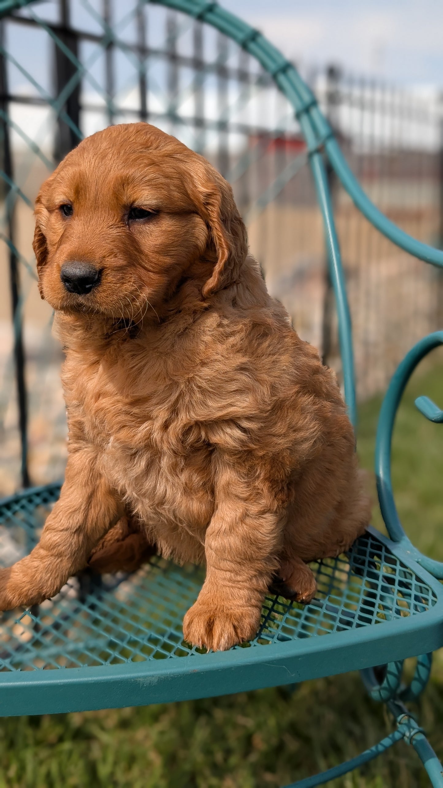 GOLDEN RETRIEVER (FEB 04) FEMALES
