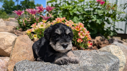 MINI SCHNAUZER (05/29) MALE