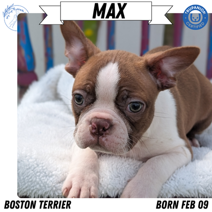 BOSTON TERRIER (FEB 09) MALES