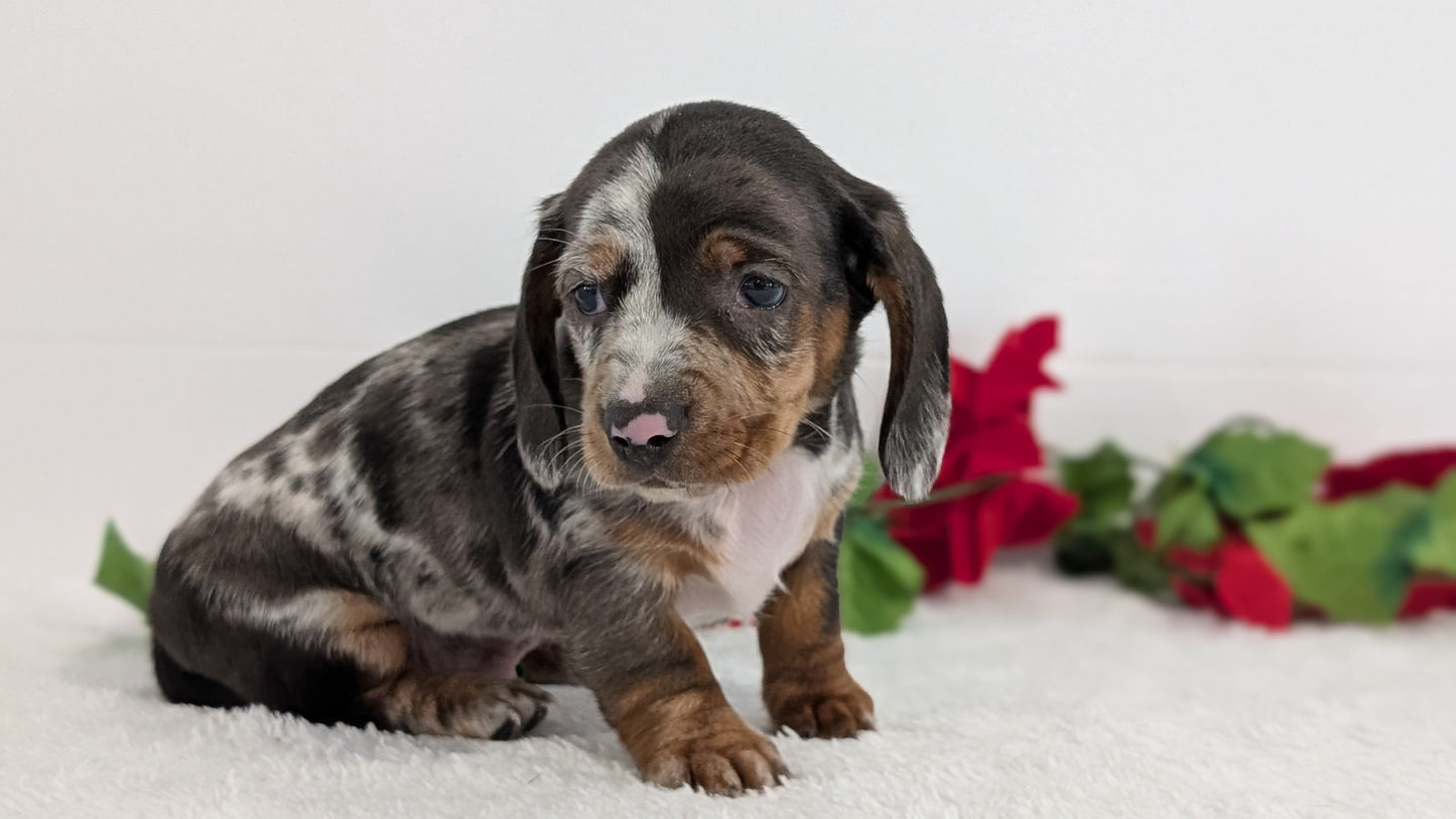 MINI DACHSHUND (OCT 20) MALES