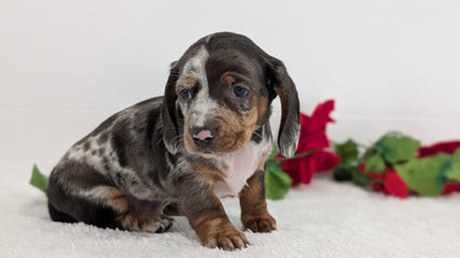 MINI DACHSHUND (OCT 20) MALES