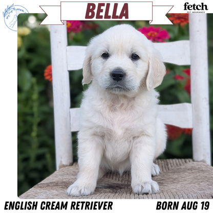 ENGLISH CREAM RETRIEVER (AUG 19) 3 MALES/4 FEMALES