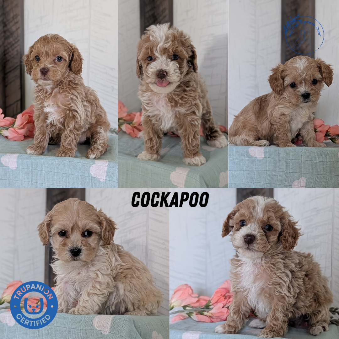 COCKAPOO (FEB 04) MALES – My Pup Runneth Over