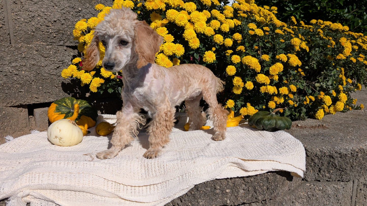 MINI POODLE (05/19) FEMALE