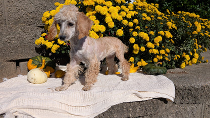 MINI POODLE (05/19) FEMALE