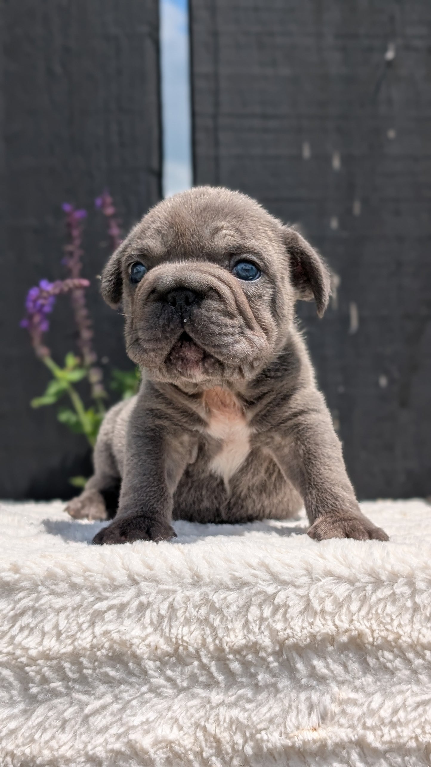 FRENCH BULLDOG (APR 24) MALES