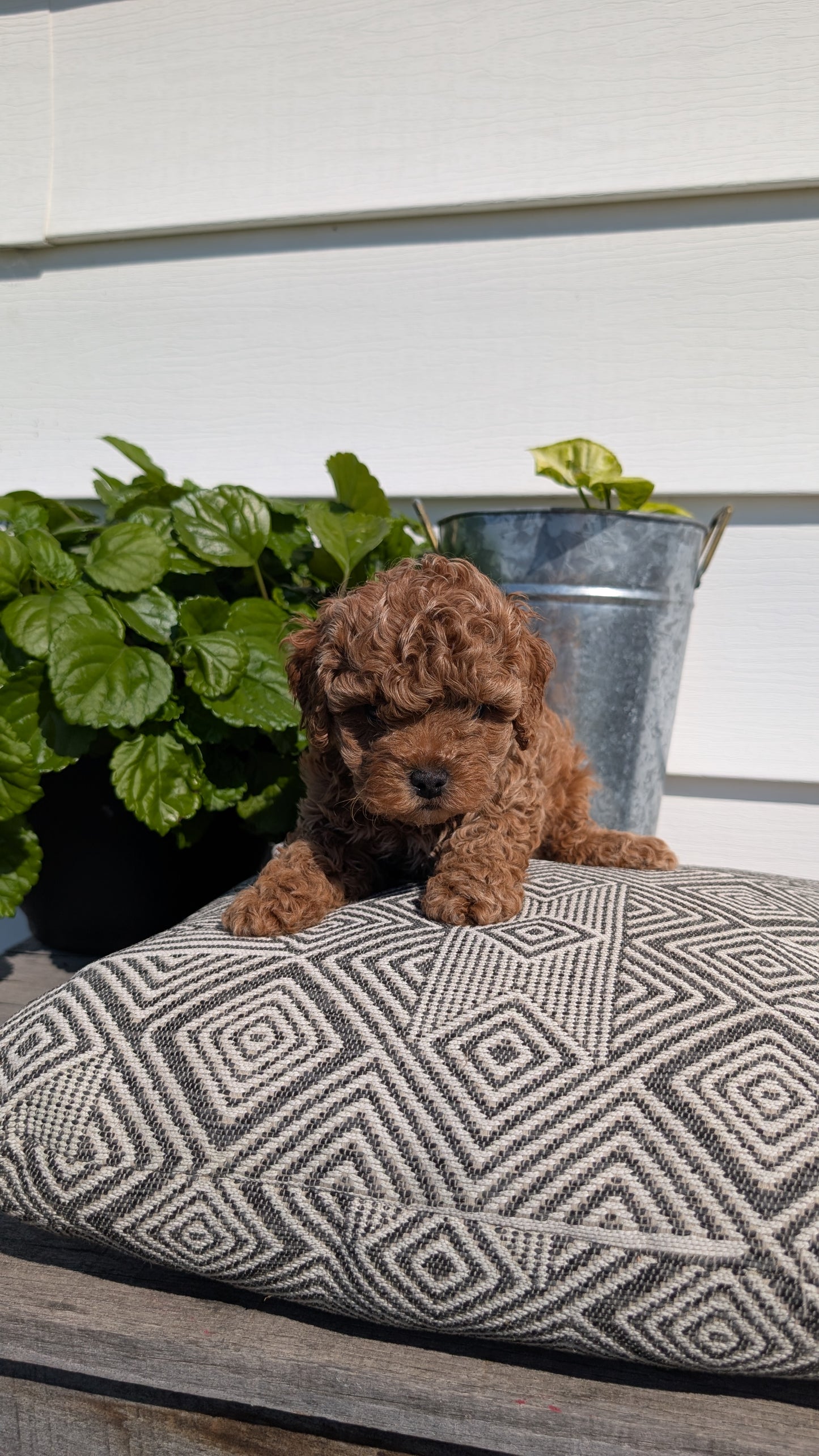 COCKAPOO (08/03) MALE